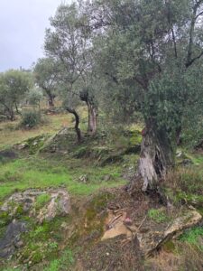 whatsapp image 2026 01 13 at 15.44.35 (3)