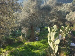 whatsapp image 2026 01 15 at 16.17.11 (4)