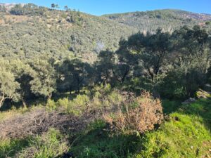 whatsapp image 2026 01 15 at 17.07.22 (3)