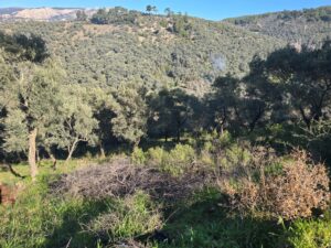 whatsapp image 2026 01 15 at 17.07.22 (4)